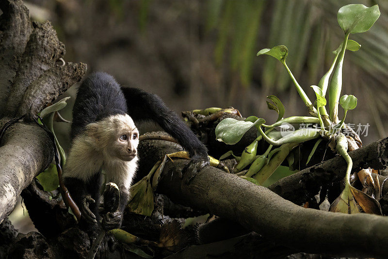 搞笑的白脸卷尾猴/白头卷尾猴(Cebus模仿者)在一个分支上，位于哥斯达黎加奥萨半岛科尔科瓦多国家公园附近的Sierpe河上